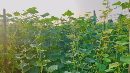 Fresh cucumber plants are green