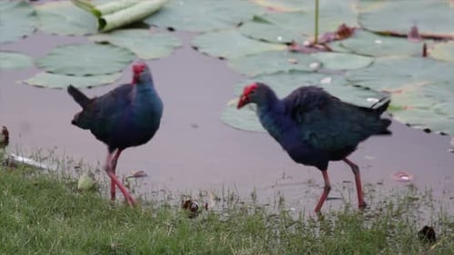 Purple swamphens in lotus wetland – wading birds in natural habitat | Indian marsh birdlife scene