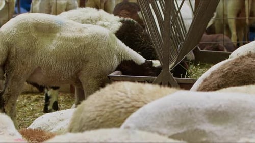 Sheep And Goats Prepared For Eid Al Adha In Islam 35