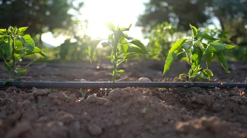 Young Plants Thriving in a Rural Field