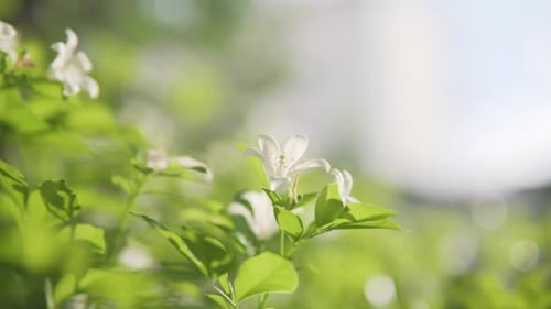 Delicate White Flowers Blooming in Natural Light