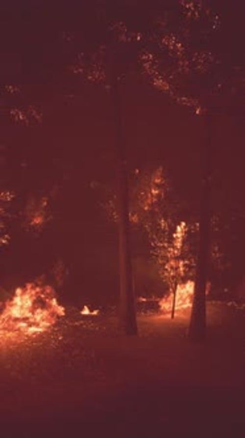 Flames and Shadows Dance in the Forest During a Fierce Wildfire at Night