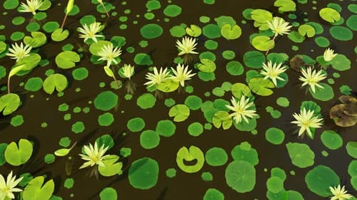 Water Lotus On Lake 02 HD