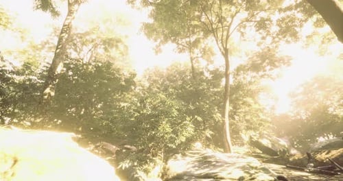 Sunlight Filtering Through Trees in a Serene Forest Setting