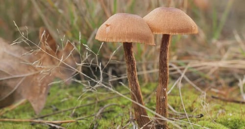 Mushrooms in the Wild Forest