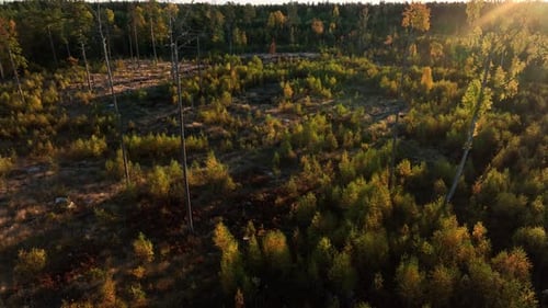Wooded area of destroyed forest, planted trees, global warming concept, aerial orbiting