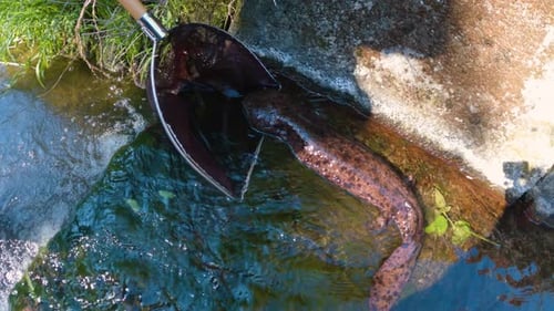 Japanese Giant Salamander in River, being captured for conservation
