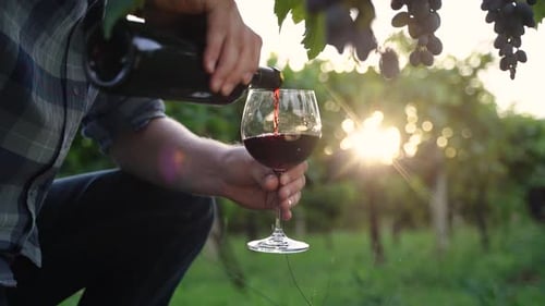 Authentic Close Up Shot of Successful Male Winemaker is Pouring Red Wine