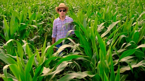 Farmer in a Corn Field Selective Focus