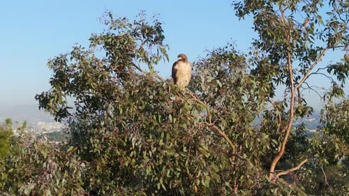 Close Up Aerial View of Large Redtailed Hawk Sitting on Tree Brunch Los Angeles