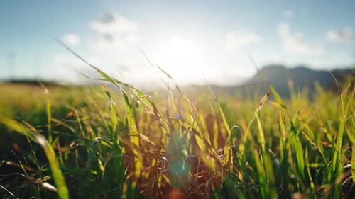 Close Up of Green Grass on Sunny Day