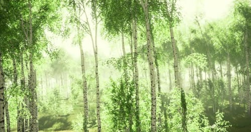 Lush Green Forest with Birch Trees Illuminated By Soft Morning Light