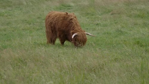 Long Haired Highland Cattle Grazing in a Green Field