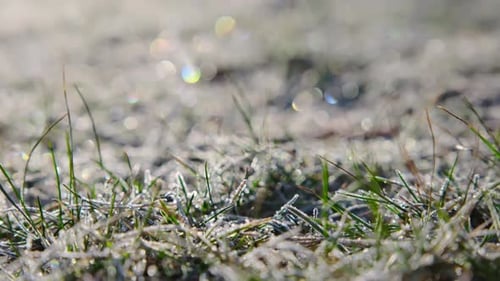 Green Grass Covered with the Hoarfrost in Frosty Sunny Morning in Park