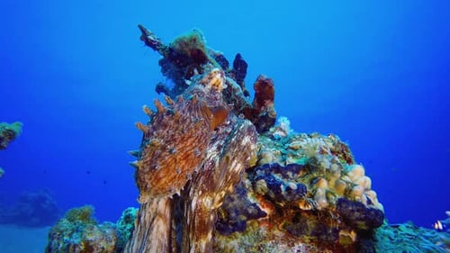 Blue Sea Red Octopus