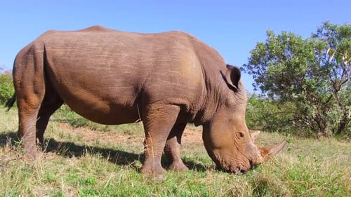 Tier-, Natur-, Fauna- und Wildtierkonzept - Nashornweiden in der Savanne At