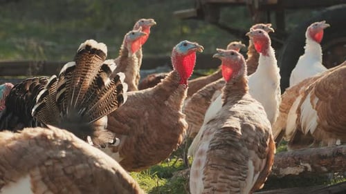 A flock of beautiful turkeys grazing freely. Close-up video of turkeys in the poultry yard.