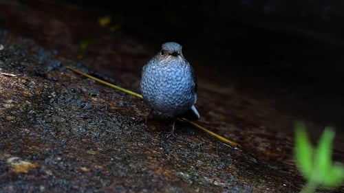 This female Plumbeous Redstart is not as colourful as the male but sure it is so fluffy as a ball of