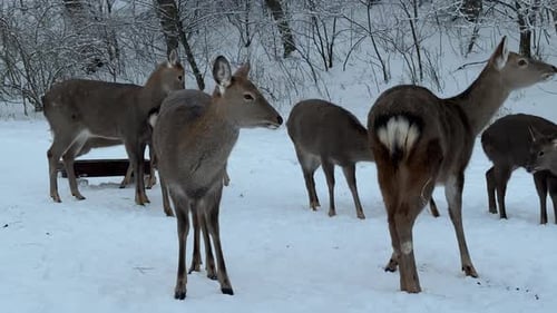 Deer Herd Standing in Snowy Forest