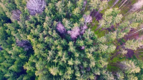 Aerial top-down view of a dense evergreen forest with scattered bare trees in a seasonal transition
