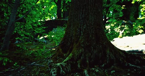 Colorful Forest Floor with Green Foliage and Tree Roots in Sunlight