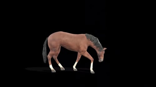 Horse Feeding