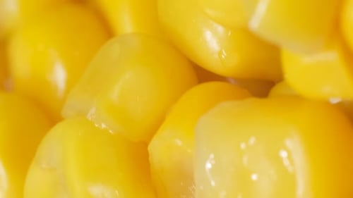 Macro Video of Fresh Corn Spinning in a Circle Corn Background The Concept of Agriculture Vertical