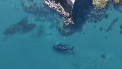 Vista aérea sobre una ballena franca austral (Eubalaena australis) madre y cría, buceando cerca del