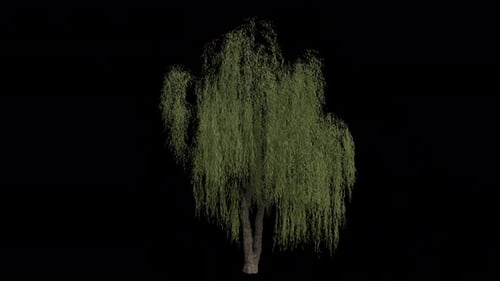 Der
Babylonische Trauerweidenbaum weht im Wind. Alpha-Kanal. Loop-Animation