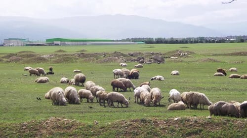 Flock of Sheep Grazing on a Field Against the Backdrop of the Mountains