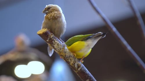 Nahaufnahme von Gouldian-Fink und Gesellschaftsfink, die sich auf einem Ast umschauen