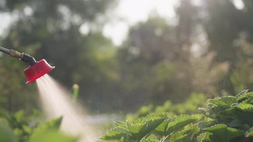 Spraying Plants on a Farm with a Nozzle