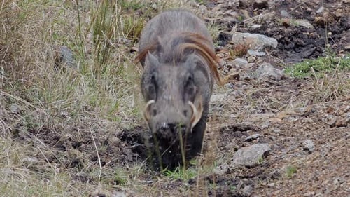 Warthog Throwing Mud Looking at Camera Kenya