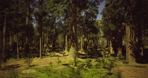 Lush Green Forest with Towering Trees and Sunlight Filtering Through Branches