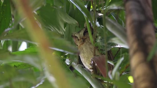 Collared scops owls stay and rest on branch of tree after finish their meal in the forest