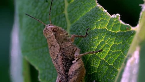 Close-up of a Grasshopper Climbing on a Bright Green Leaf in Nature
