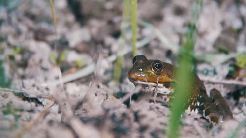 Green Frog Sitting on a River Bank and Jump in Water Slow Motion