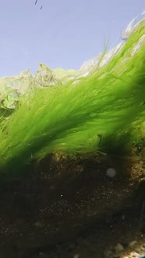 Vue sous-marine de longs filaments d'algues vertes Cladophora se développant dans le courant d'eau