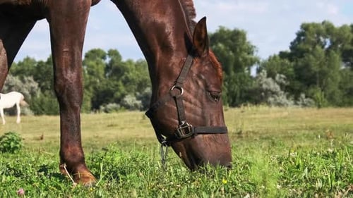 Brown Harnessed Horse Grazes on a Green Field in Slow Motion
