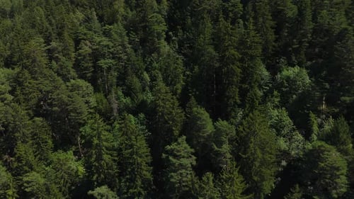 Lush green forest from an aerial view on a sunny day in the summer