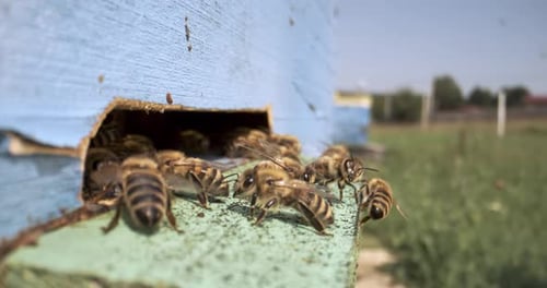 Honey Bees Entering and Leaving the Beehive