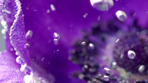 Macro Shot of Purple Flower with Bubbles