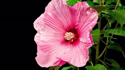 Blooming Pink Hibiscus Flower Time-Lapse on Black Background