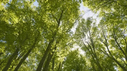 tall beech trees in the forest, sky and sunlight penetrating the lens