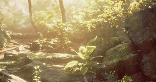 Serene Forest Pathway with Sunlight Filtering Through Lush Greenery