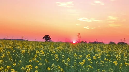 Magnifique coucher de soleil doré sur une prairie sauvage
