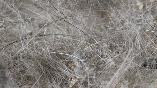 A close-up view of a tangled mass of house dust.