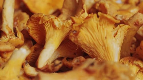Cuisiner des chanterelles, gros plan, macro, champignons grillés, gros plan, chanterelles rôties et une cuillère en bois