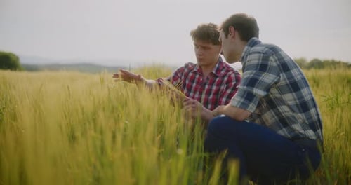 Farmer Examining Crops In Agriculture Field Wheat Before Harvesting