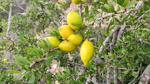 Ramas del árbol de argán (Argania Spinosa) con frutos secos maduros y hojas verdes. Los frutos secos dan el famoso aceite de argán